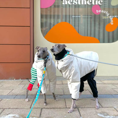 How to Pick the Most Stylish Coat for My Italian Greyhound