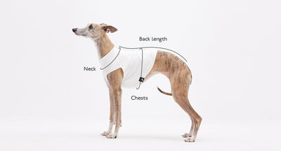 How to Measure a Dog?