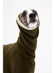italian greyhound coat 