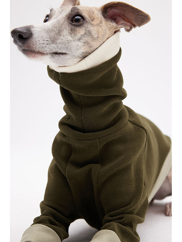 italian greyhound with sweater 