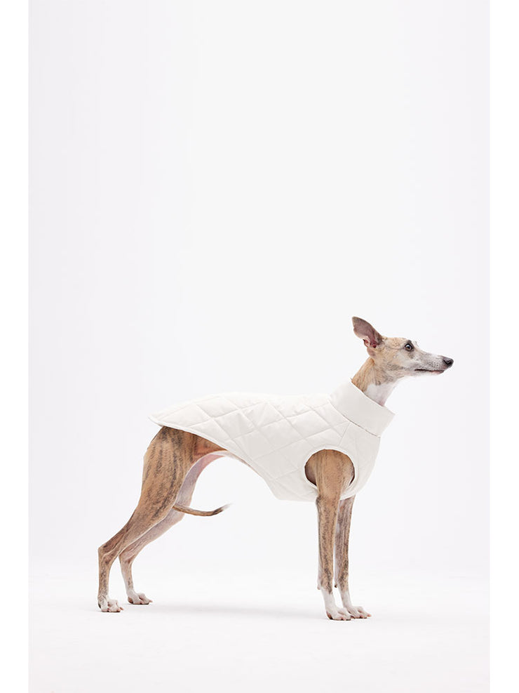 Whippets puppy clothing
