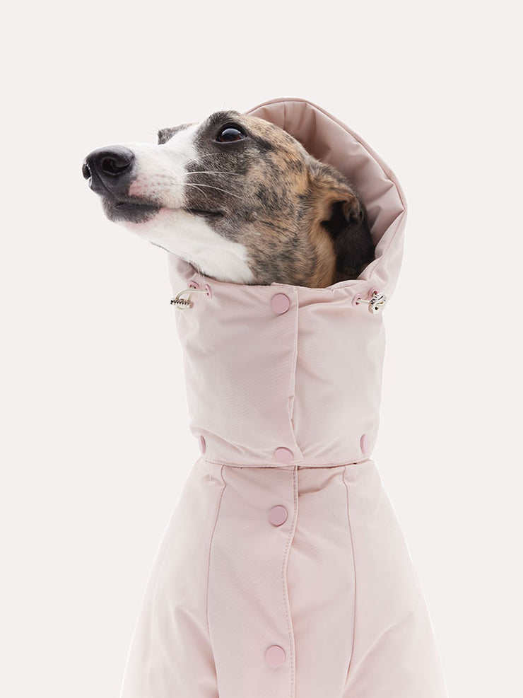 premium dog clothes