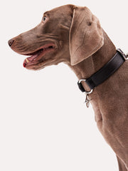 western leather dog collars