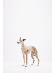 italian greyhounds Khaki
