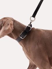 Large dog leash